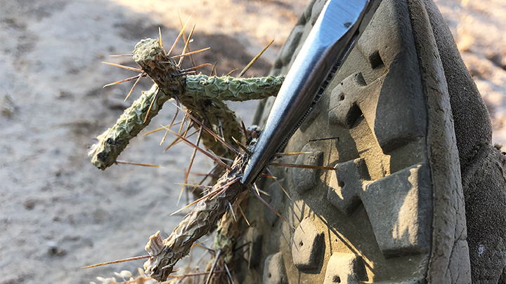 Multi-tool removing cactus from boot