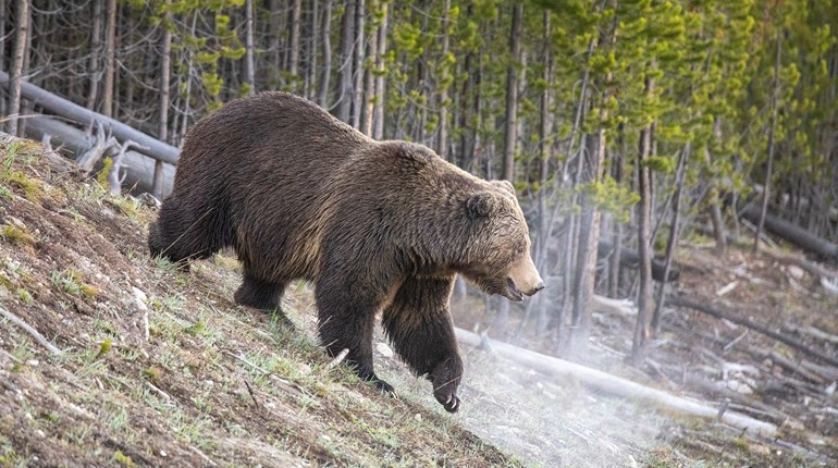 Montana Seeks to End Protections for Glacier-Area Grizzlies | An Official Journal Of The NRA