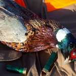 Pheasant And Shells Leded 2