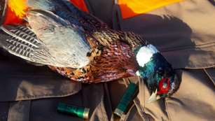 Pheasant And Shells Leded 2