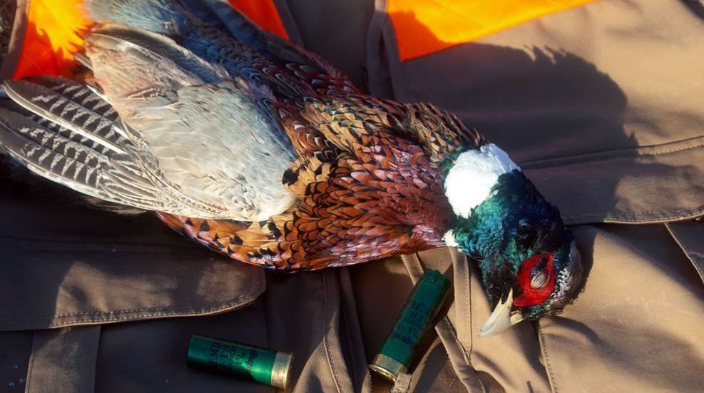 Pheasant And Shells Leded 2