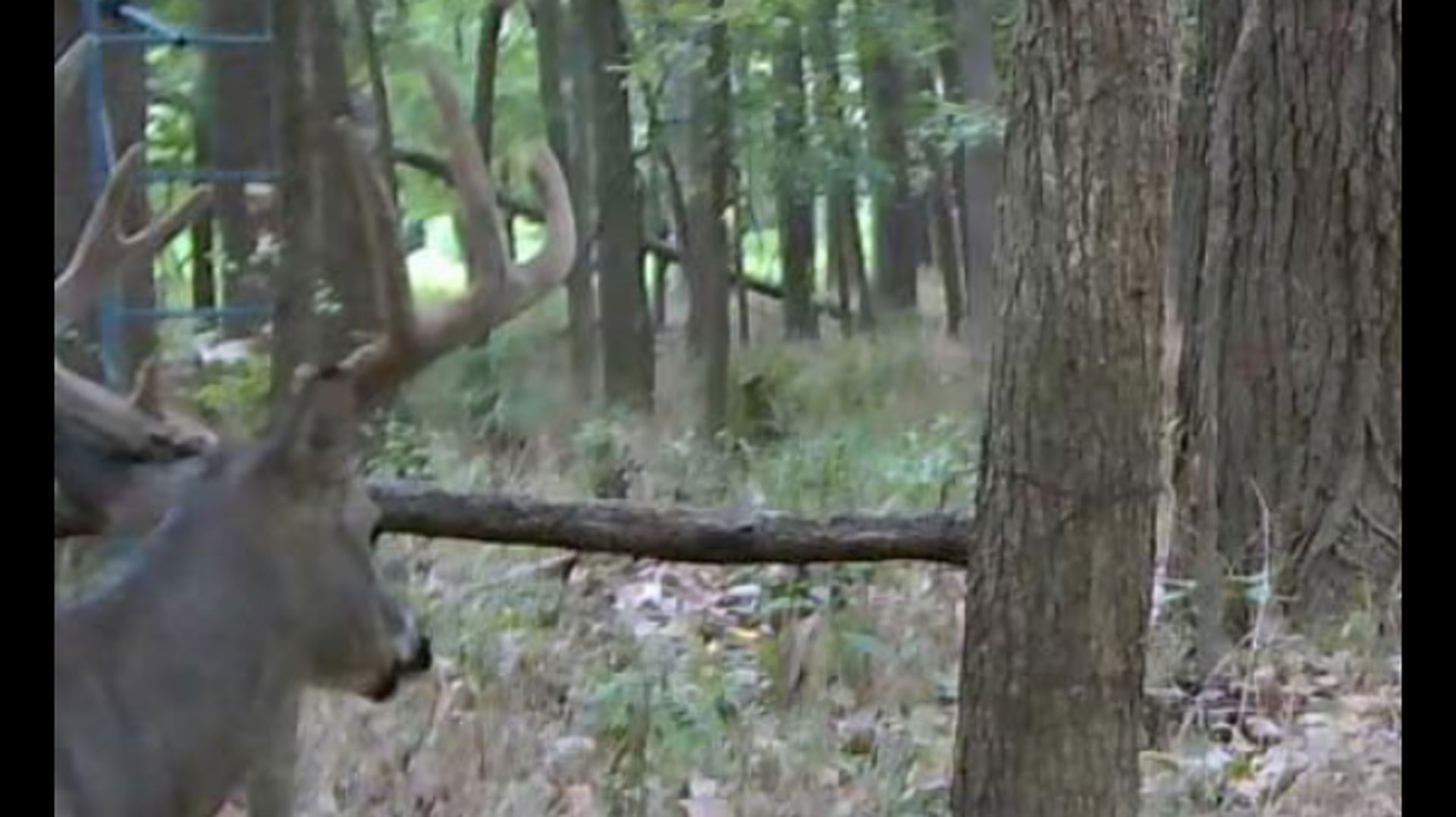 Buck on rubbing pole