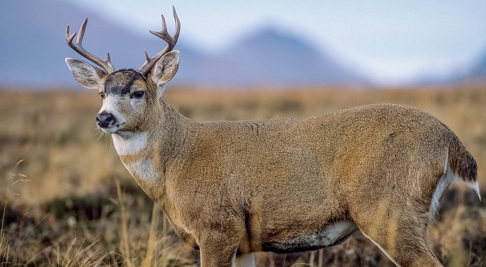 Blacktail deer in California.