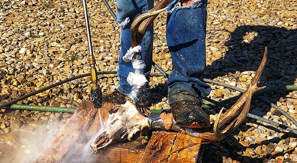 Adult male power washing a deer skull to clean.