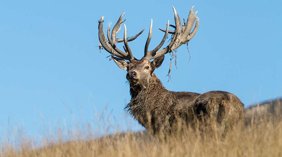 new_zealand_stag_zent_f.jpg