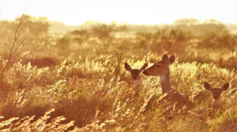 mainwhitetail-does-in-yellow-field.jpg