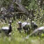Hunter Behind Dekes