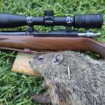 The Vortex Diamondback Mounted On A Ruger M77 17 HMR Is A Great Combo For Taking Out Groundhogs