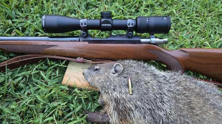 The Vortex Diamondback Mounted On A Ruger M77 17 HMR Is A Great Combo For Taking Out Groundhogs