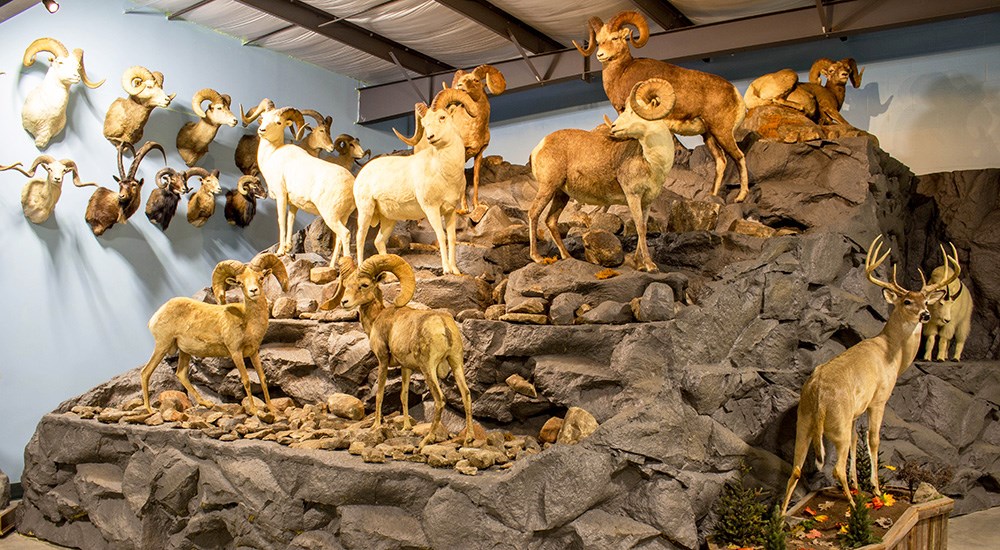 Wild Sheep taxidermy display on rock.