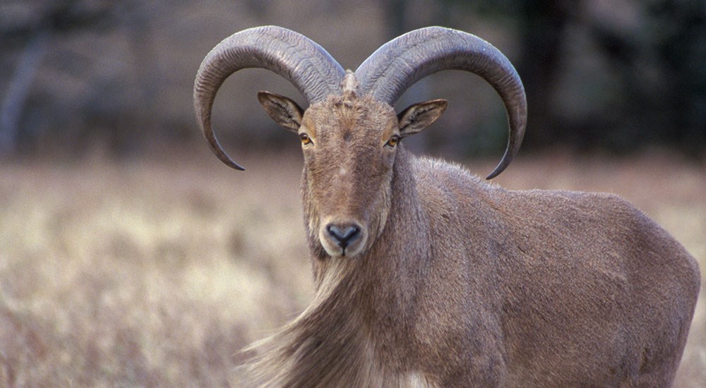 Aoudad in Texas