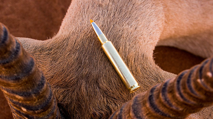 .280 Ackley Improved Cartridge on Springbok