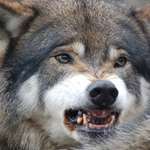 wolf_lead_f.jpg