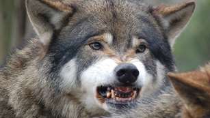 wolf_lead_f.jpg