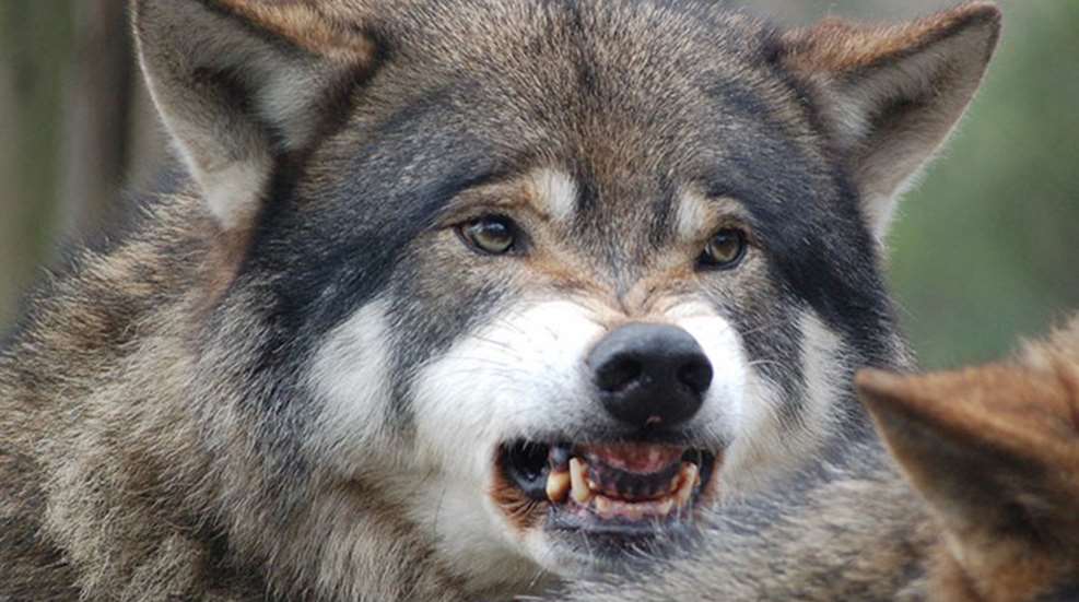 wolf_lead_f.jpg