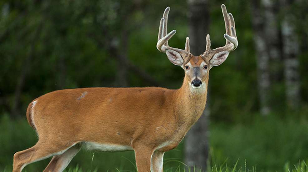 bucks_of_summer_f.jpg