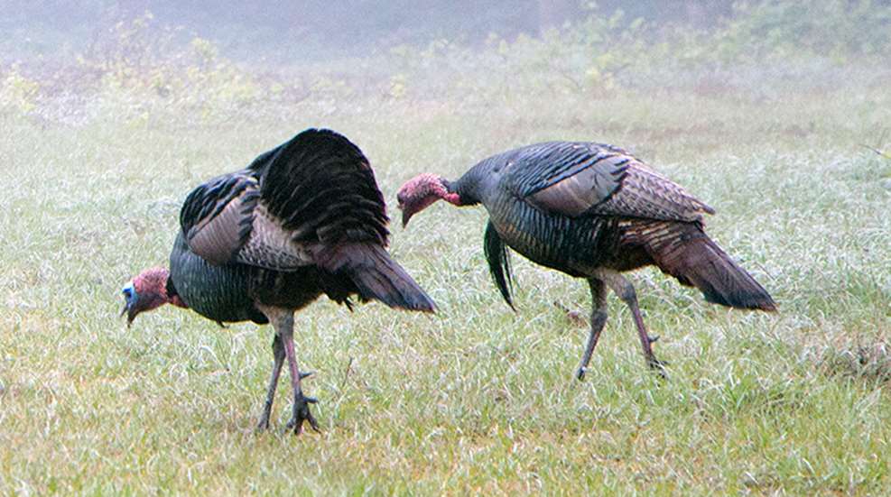 6_preseason_turkey_tips_f.jpg