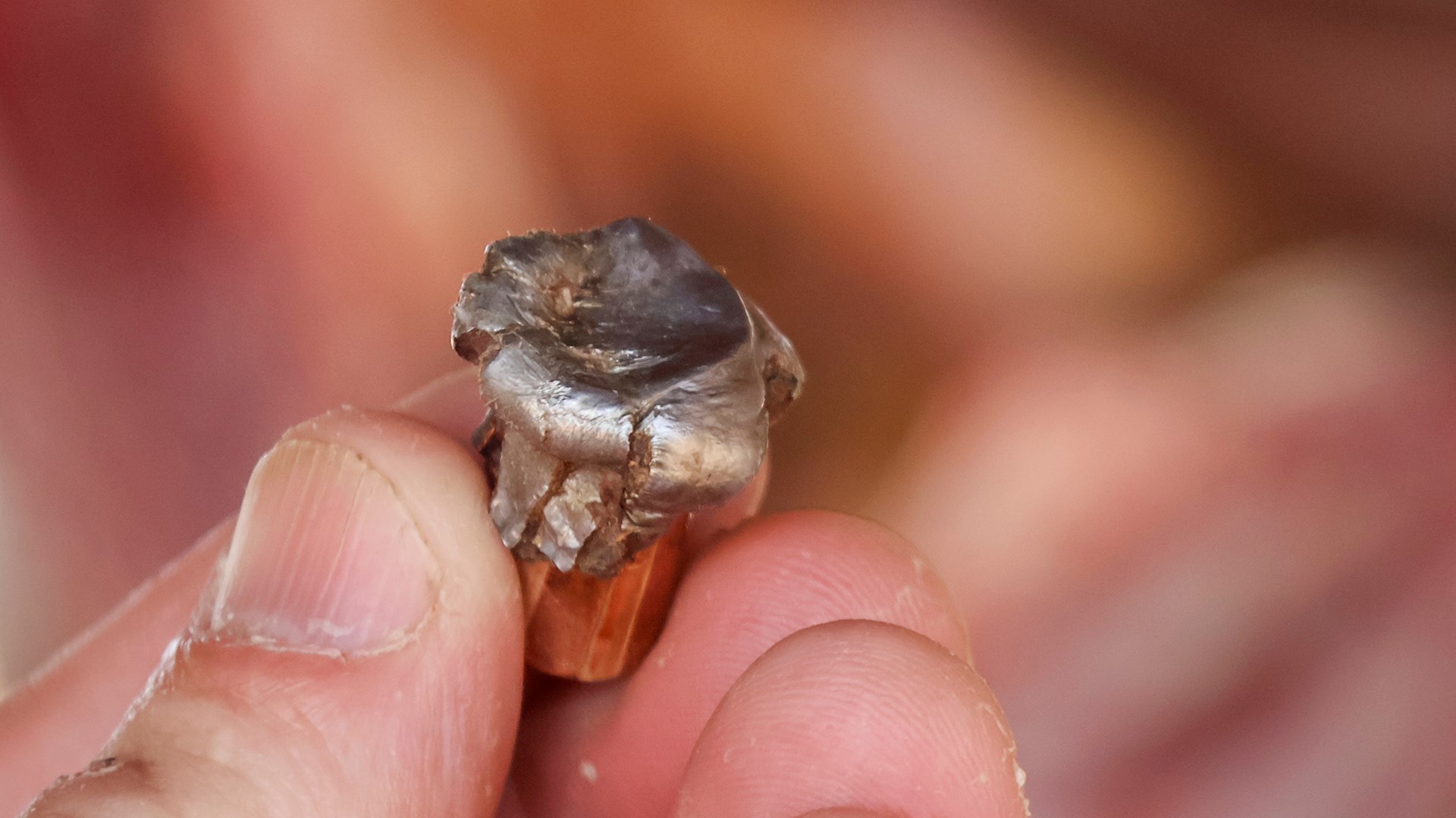 Extracted bullet
