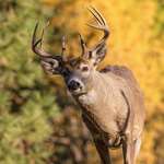Know Your Whitetail Neighborhood Lead