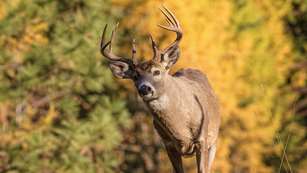 Know Your Whitetail Neighborhood Lead