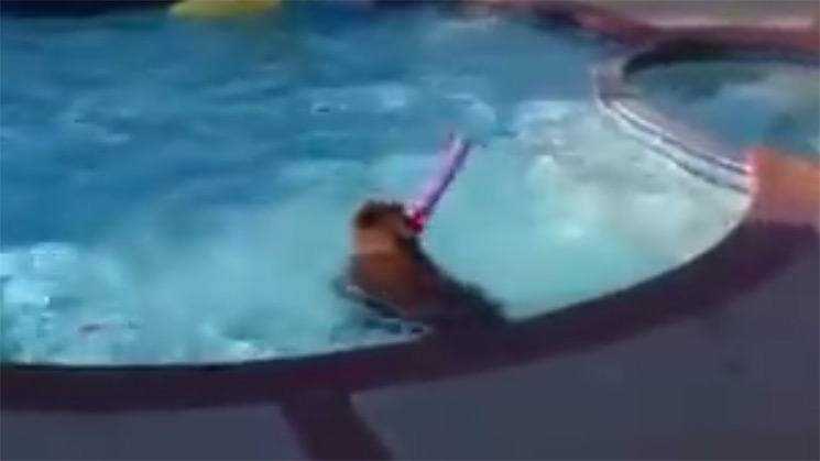 bear_in_pool_f.jpg