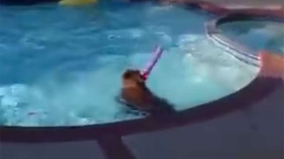 bear_in_pool_f.jpg