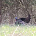 Early Spring Turkey Tactics that Work | An Official Journal Of The NRA