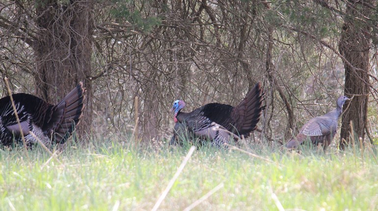 Early Spring Turkey Tactics that Work | An Official Journal Of The NRA
