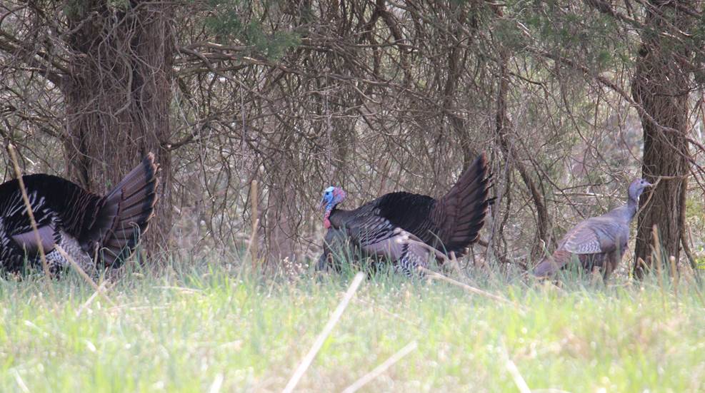 Early Spring Turkey Tactics that Work