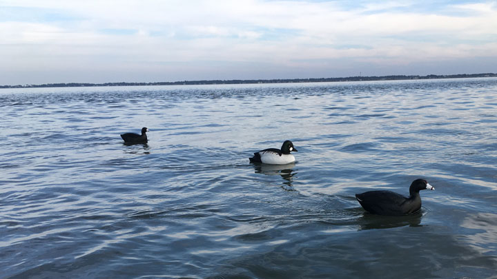 Decoys on water