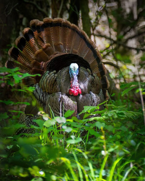 Gobber strutting out of the tall grass