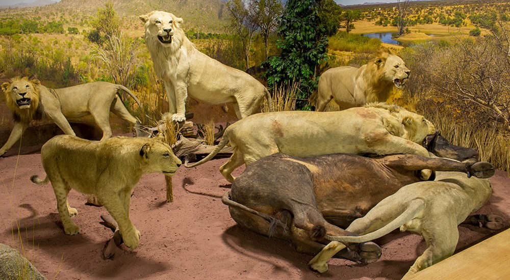 African lion taxidermy display.
