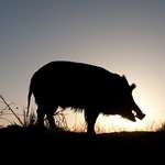 Putting The Hammerdown Lead