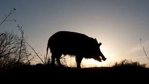 Putting The Hammerdown Lead