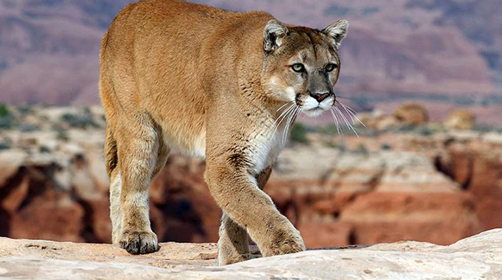 arizona_cat_ban_f.jpg