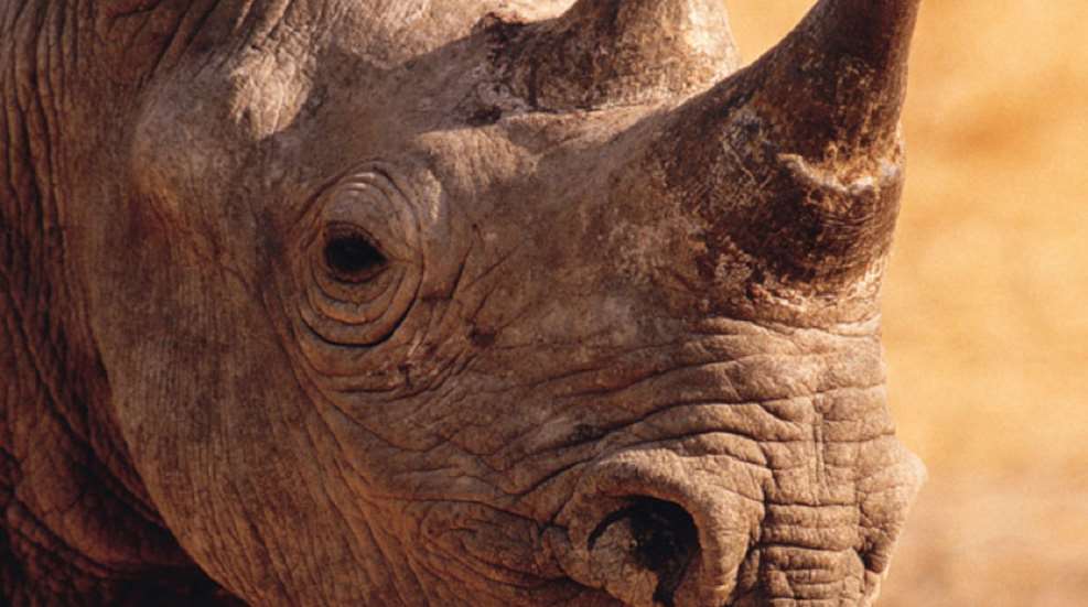 usfws_rhino_hlf.jpg