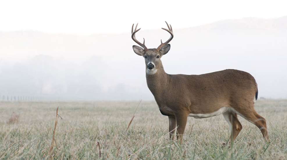 whitetail_pop_miniter_f.jpg