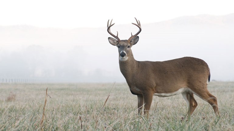 Why the Whitetail Population Has Fallen | An Official Journal Of The NRA