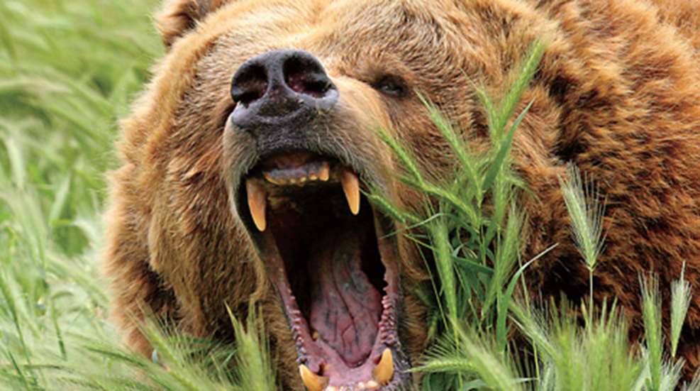 201154153647-growling_f.jpg