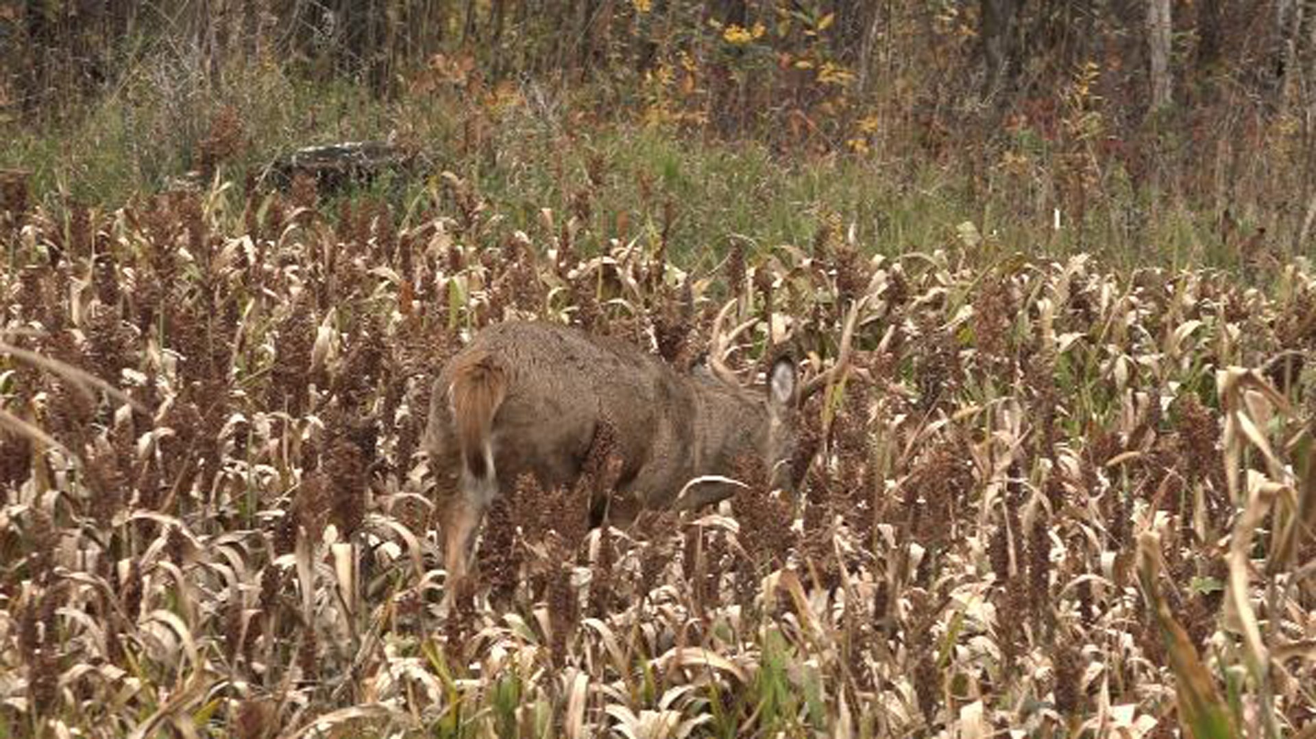 Deer in food plot
