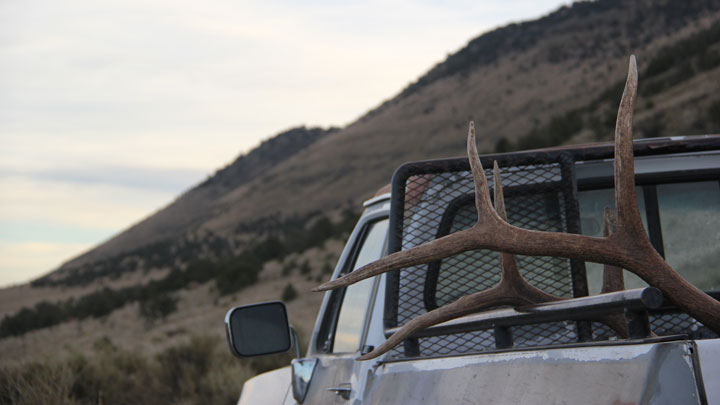 Elk rack sticking out of the bed of a pickup truck