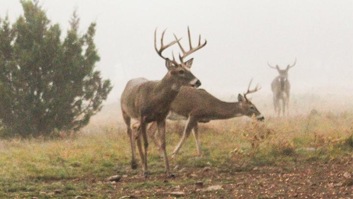 Three whitetail bucks in field