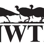 mainnwtf-logo.jpg