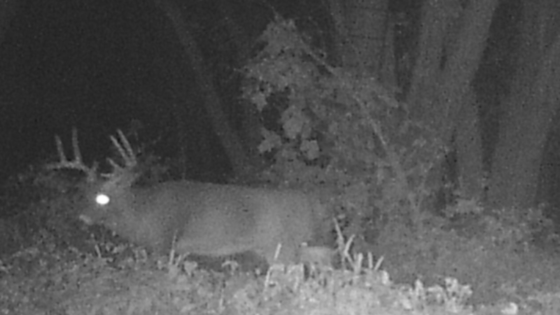 Massive buck on trail cam