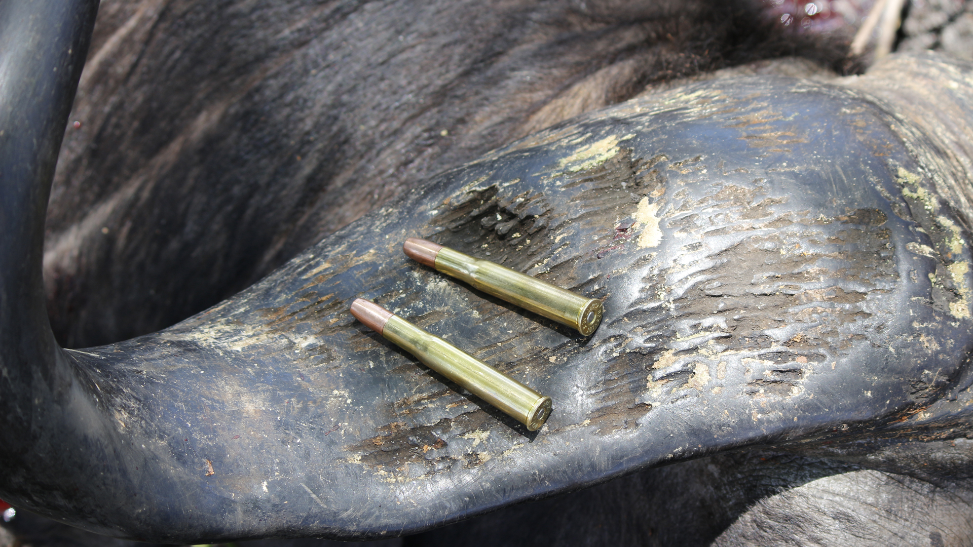 Photo 03 Ammo On Buffalo