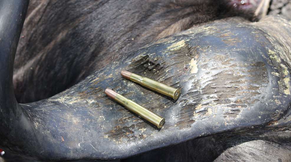 Photo 03 Ammo On Buffalo