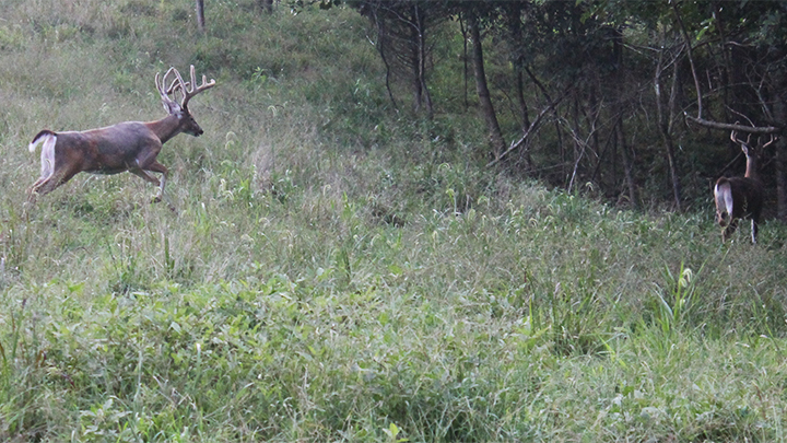 Whitetail Buck Running Into Woods