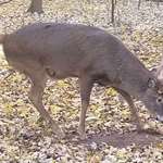 Buck Scraping