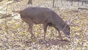Buck Scraping