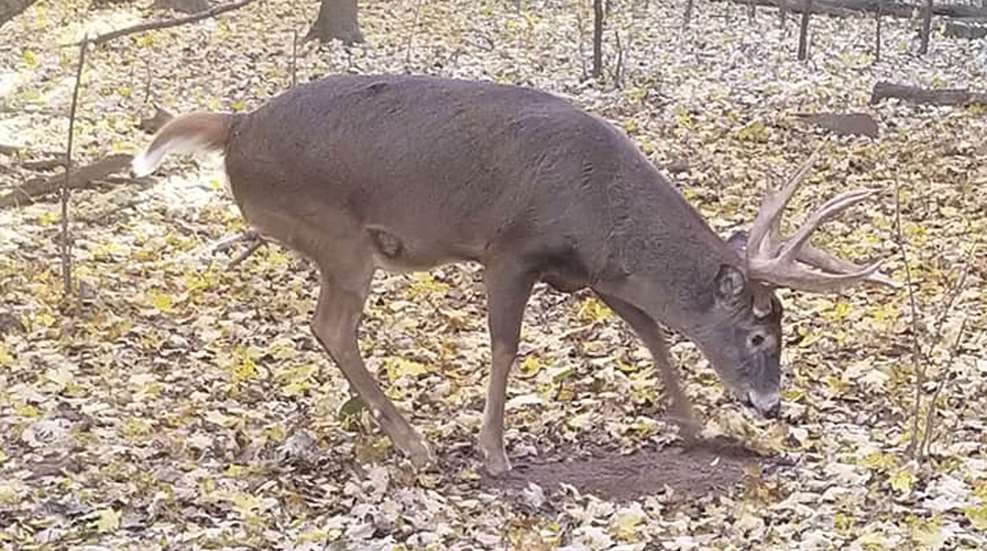 Buck Scraping